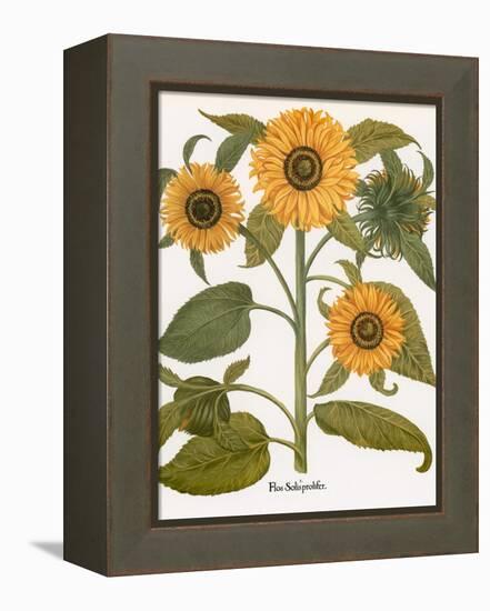 Sunflower-Besler Basilius-Framed Premier Image Canvas