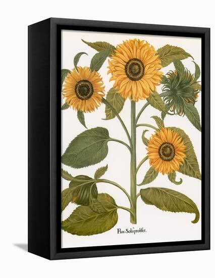 Sunflower-Besler Basilius-Framed Premier Image Canvas