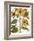 Sunflower-Besler Basilius-Framed Giclee Print