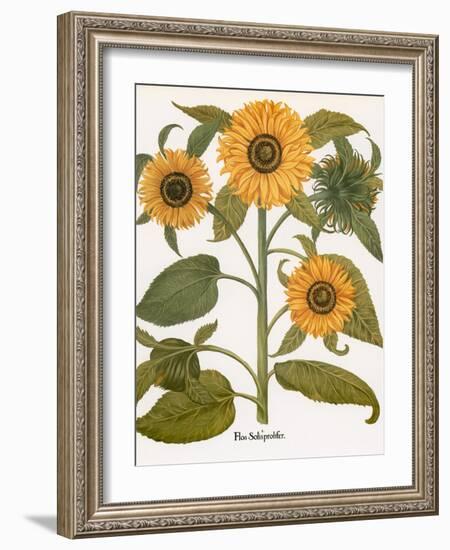 Sunflower-Besler Basilius-Framed Giclee Print