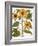 Sunflower-Besler Basilius-Framed Giclee Print