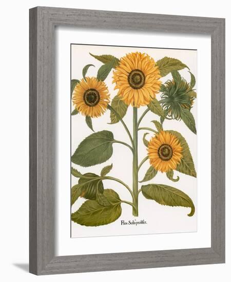 Sunflower-Besler Basilius-Framed Giclee Print