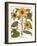 Sunflower-Besler Basilius-Framed Giclee Print