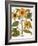 Sunflower-Besler Basilius-Framed Giclee Print