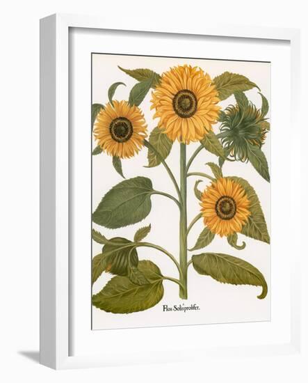 Sunflower-Besler Basilius-Framed Giclee Print