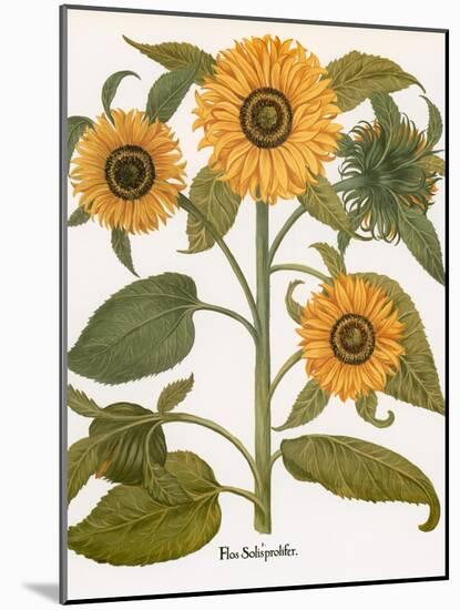 Sunflower-Besler Basilius-Mounted Giclee Print