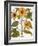 Sunflower-Besler Basilius-Framed Giclee Print