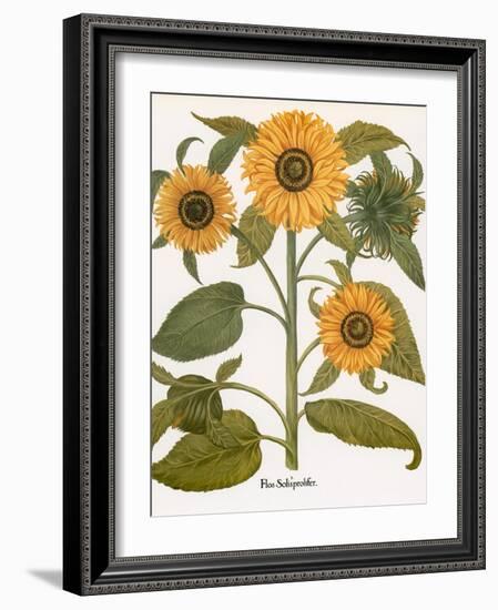 Sunflower-Besler Basilius-Framed Giclee Print