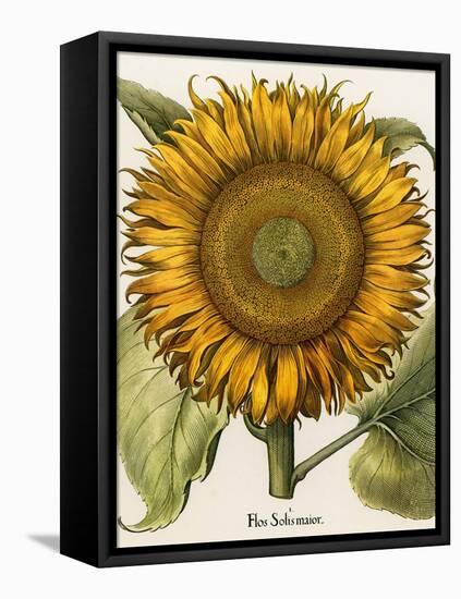 Sunflower-Besler Basilius-Framed Premier Image Canvas