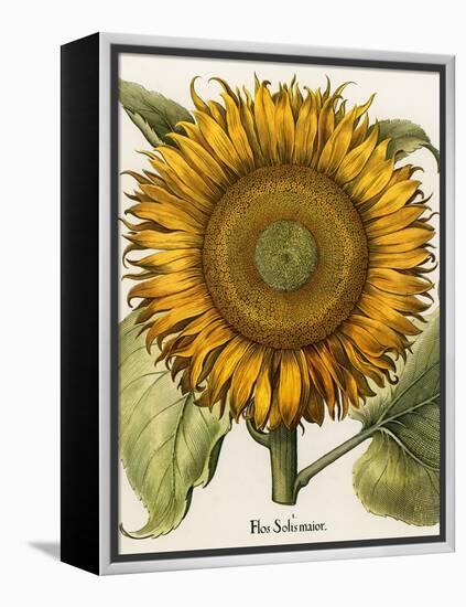 Sunflower-Besler Basilius-Framed Premier Image Canvas