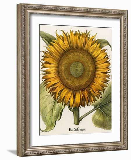 Sunflower-Besler Basilius-Framed Giclee Print