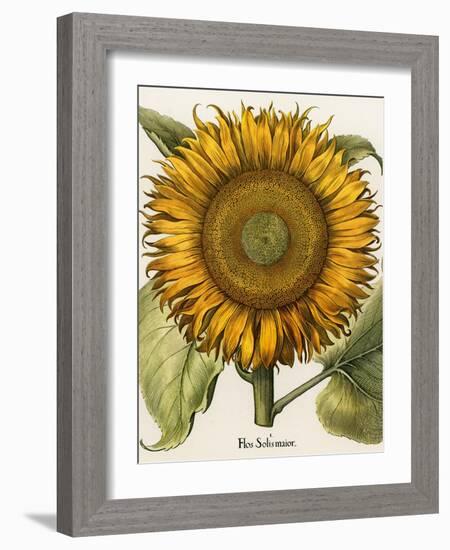 Sunflower-Besler Basilius-Framed Giclee Print