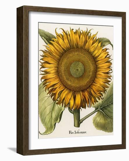 Sunflower-Besler Basilius-Framed Giclee Print