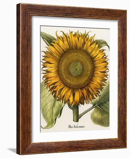 Sunflower-Besler Basilius-Framed Giclee Print