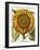 Sunflower-Besler Basilius-Framed Giclee Print