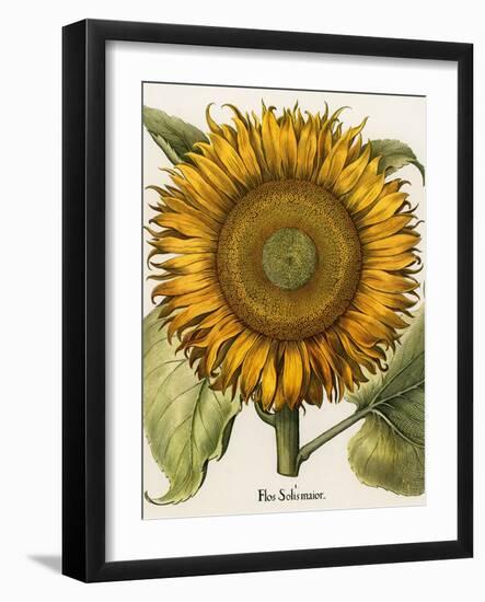 Sunflower-Besler Basilius-Framed Giclee Print