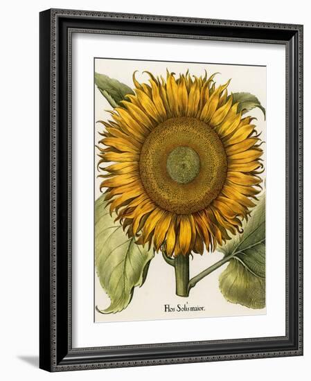 Sunflower-Besler Basilius-Framed Giclee Print