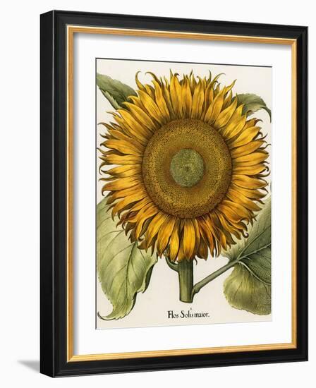 Sunflower-Besler Basilius-Framed Giclee Print