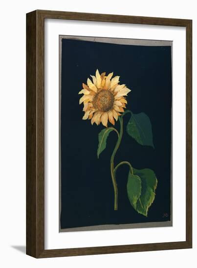 Sunflower-Mary Granville Delany-Framed Giclee Print