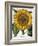 Sunflower-null-Framed Giclee Print