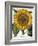 Sunflower-null-Framed Giclee Print