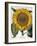 Sunflower-null-Framed Giclee Print