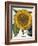 Sunflower-null-Framed Giclee Print