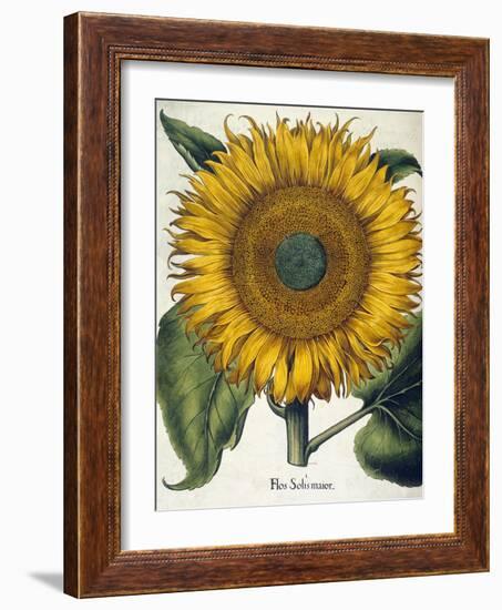 Sunflower-null-Framed Giclee Print