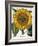 Sunflower-null-Framed Giclee Print