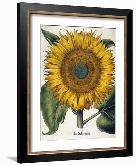 Sunflower-null-Framed Giclee Print