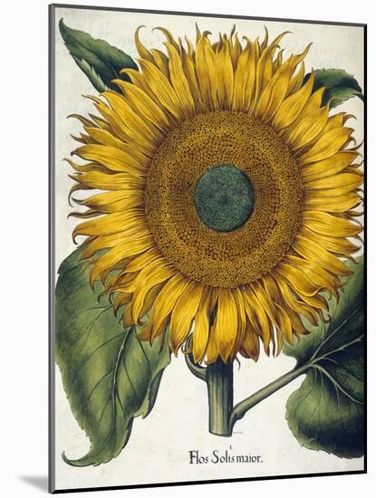 Sunflower-null-Mounted Giclee Print