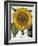 Sunflower-null-Framed Giclee Print