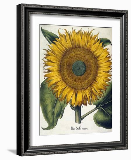 Sunflower-null-Framed Giclee Print