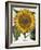 Sunflower-null-Framed Giclee Print