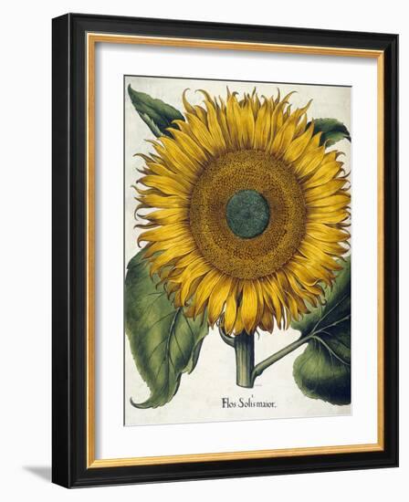 Sunflower-null-Framed Giclee Print