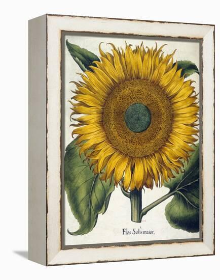 Sunflower-null-Framed Premier Image Canvas