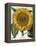 Sunflower-null-Framed Premier Image Canvas