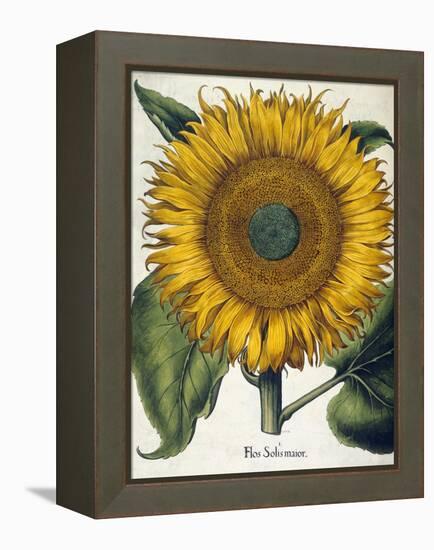 Sunflower-null-Framed Premier Image Canvas