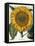 Sunflower-null-Framed Premier Image Canvas