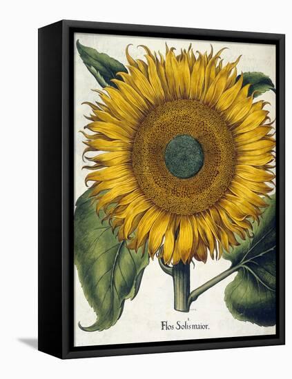 Sunflower-null-Framed Premier Image Canvas