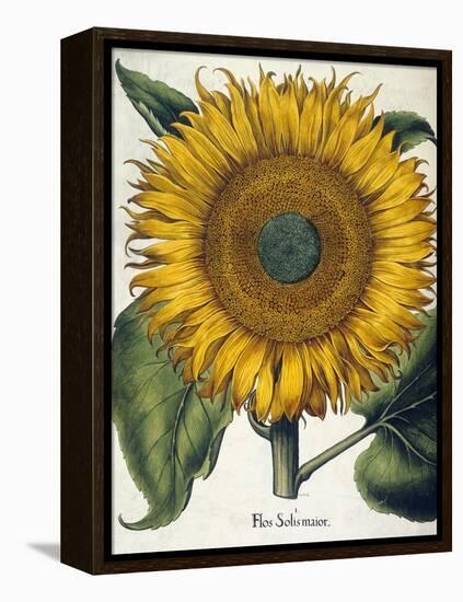 Sunflower-null-Framed Premier Image Canvas