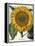 Sunflower-null-Framed Premier Image Canvas