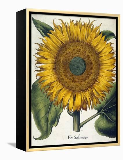 Sunflower-null-Framed Premier Image Canvas