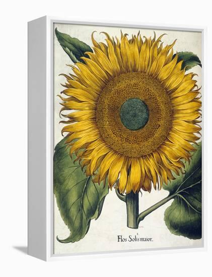 Sunflower-null-Framed Premier Image Canvas