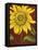 Sunflower-John Zaccheo-Framed Premier Image Canvas