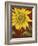 Sunflower-John Zaccheo-Framed Giclee Print