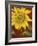 Sunflower-John Zaccheo-Framed Giclee Print