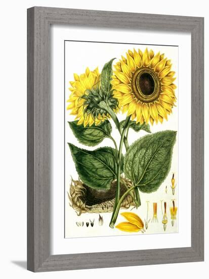 Sunflower-John Miller-Framed Giclee Print