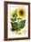 Sunflower-John Miller-Framed Giclee Print