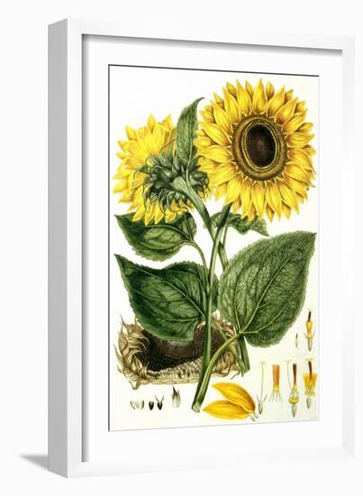 Sunflower-John Miller-Framed Giclee Print